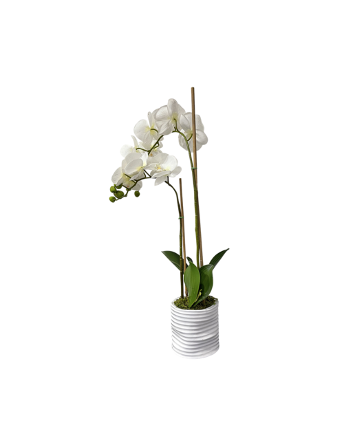TALL 2 STEM WHITE ORCHID IN WHITE POT