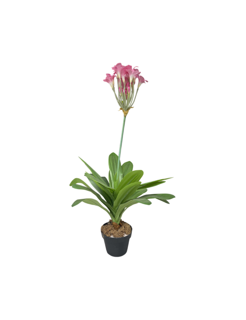 Pink Flower In Pot