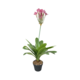 Pink Flower In Pot